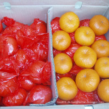 Neue Frucht Frische Mandarine